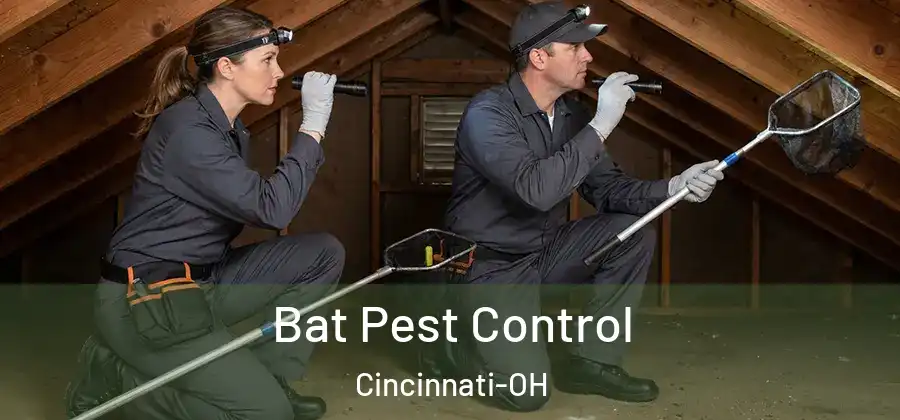 Bat Pest Control Cincinnati-OH