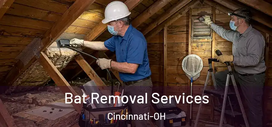 Bat Removal Services Cincinnati-OH