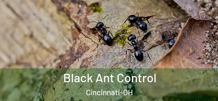 Black Ant Control Cincinnati-OH