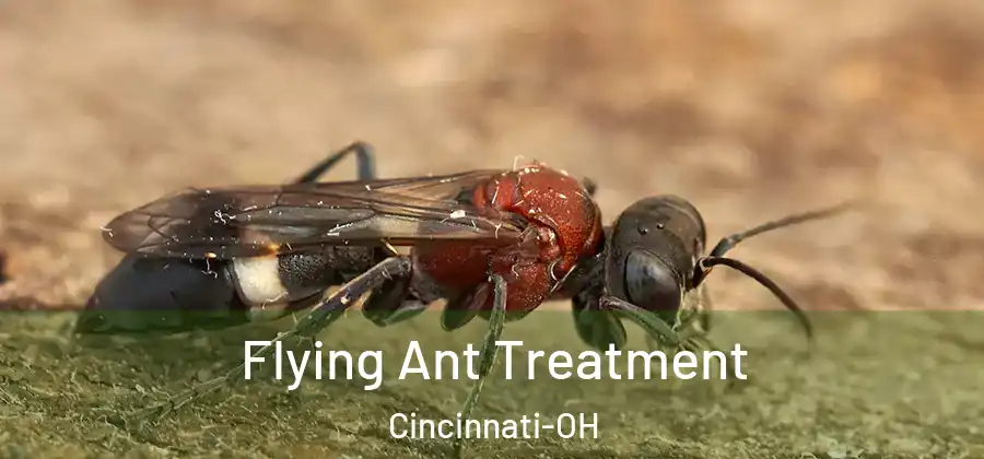  Flying Ant Treatment Cincinnati-OH