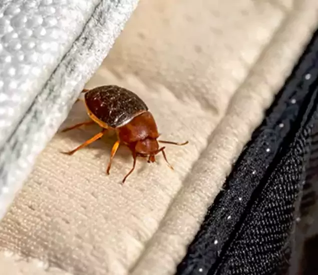 Trusted Bed Bug Prevention Specialists in Cincinnati, OH