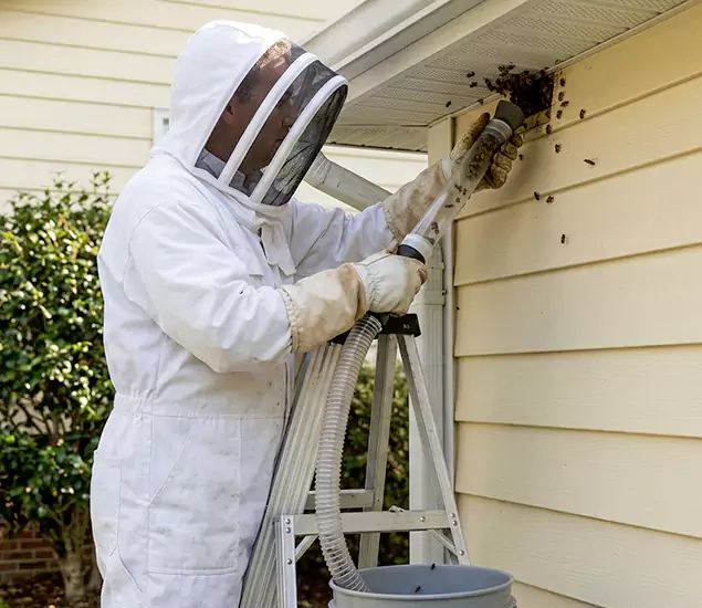 Your Affordable Bee Removal Company in Cincinnati, OH