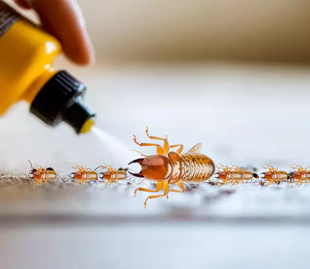 Reliable Bora Care Termite Experts in Cincinnati, OH