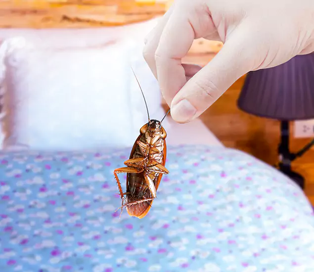 Expert Roach Control Services: Your Cockroach Pest Control in Cincinnati, OH