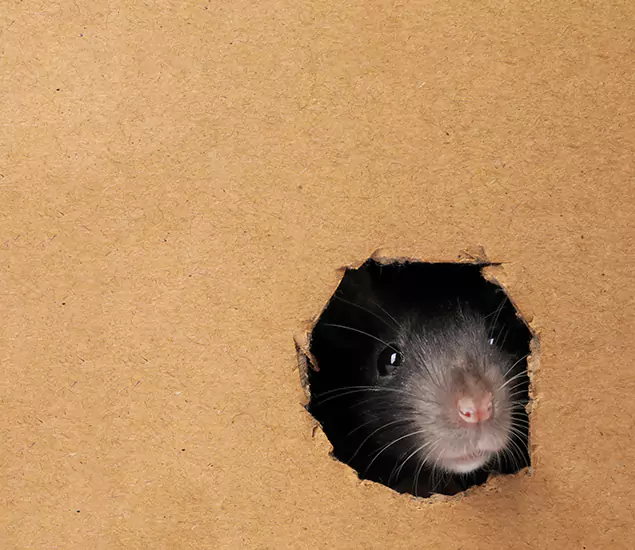 Rats in Attic Removal Experts in Cincinnati, OH