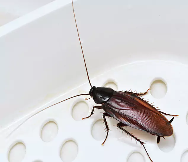Trusted Cockroach Exterminator: Your Roach Control Services in Cincinnati, OH