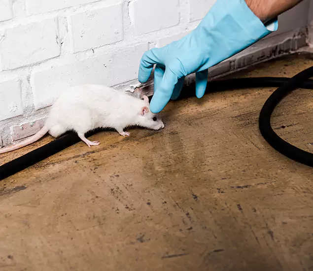 About Rodent Control Experts in Cincinnati, OH