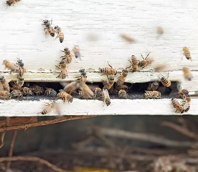 Trusted Termite Exterminator Experts You Can Rely On in Cincinnati, OH