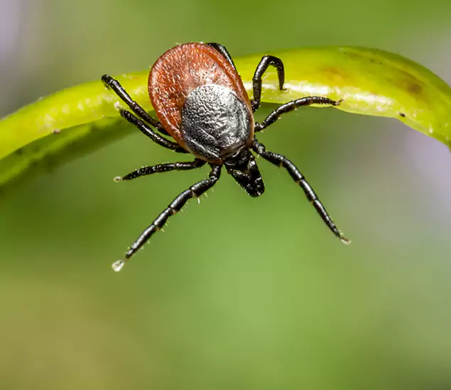 Your Trusted Tick Pest Control in Cincinnati, OH