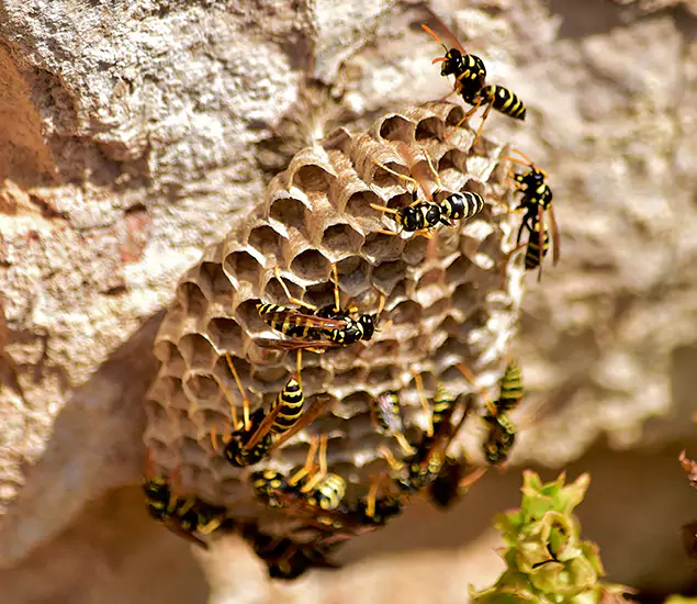 Your Best Wasp Removal Company in Cincinnati, OH
