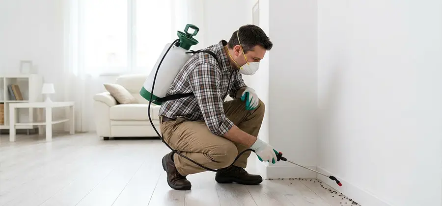 Seasonal Ant Infestation Control in Cincinnati