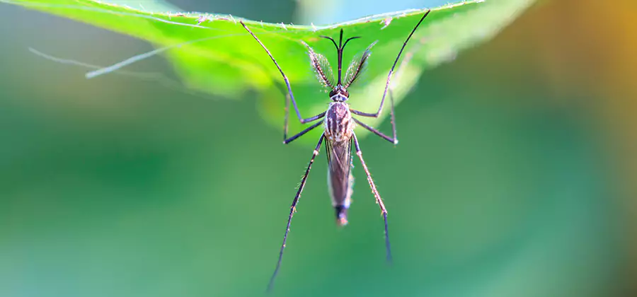 Natural Mosquito Spray for Yard in Cincinnati