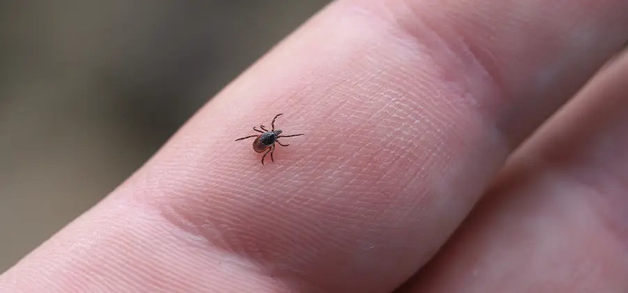 Infection Prevention for Bed Bug Bites in Cincinnati