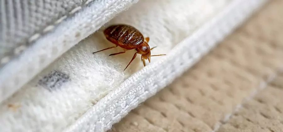 Tenting Bed Bug Fumigation in Cincinnati