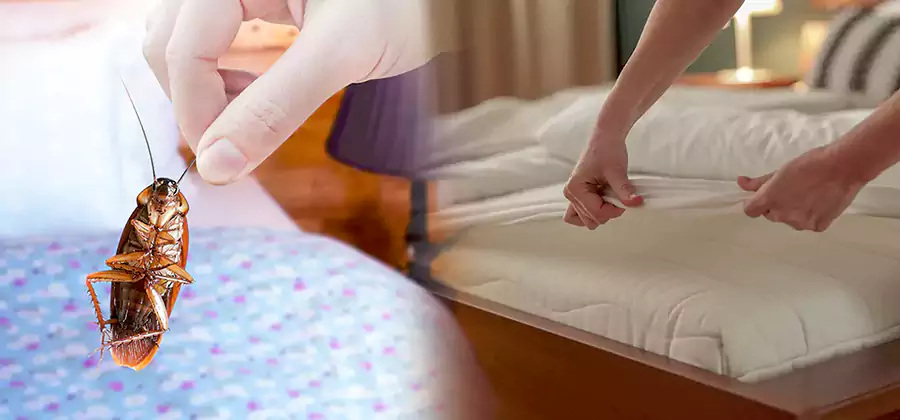 Bed Bug Home Extermination Service in Cincinnati
