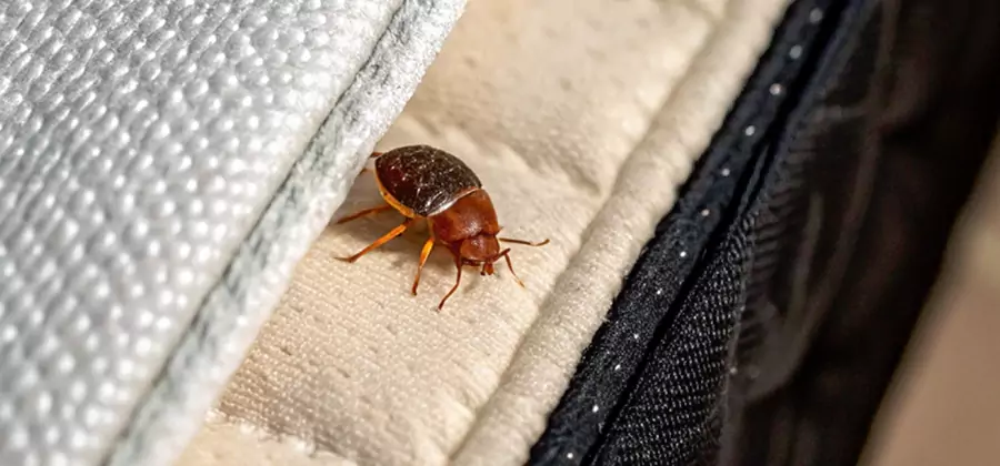 Commercial Bed Bug Control in Cincinnati