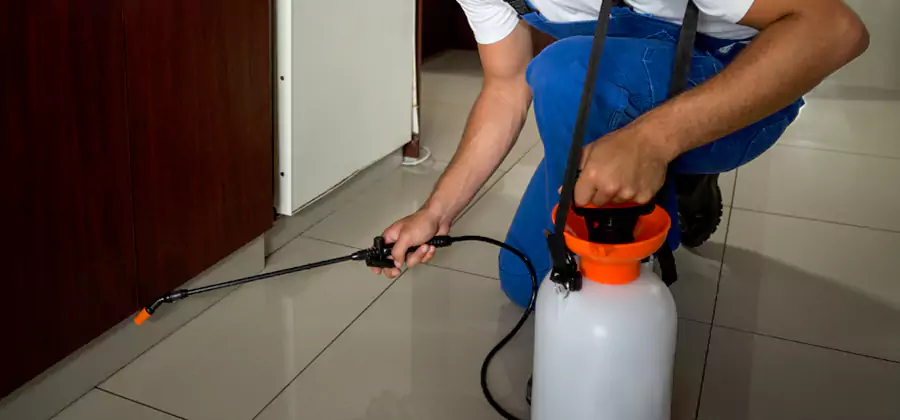 Palmetto Bug Exterminator in Cincinnati