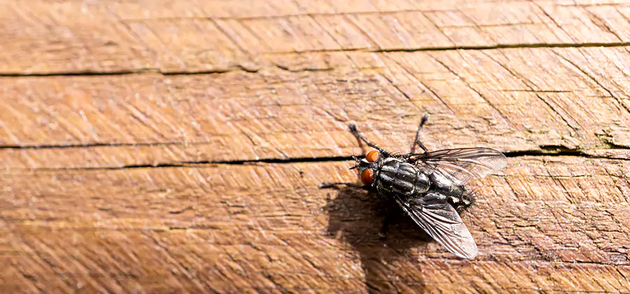 Flying Ant Barrier Treatment in Cincinnati