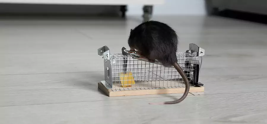 Mice in Attic Removal Cincinnati