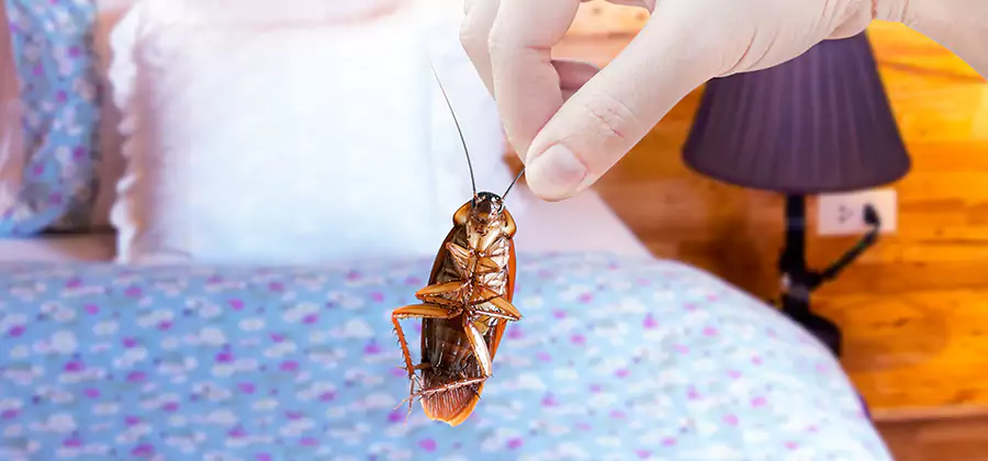 Fast Roach Elimination in Cincinnati