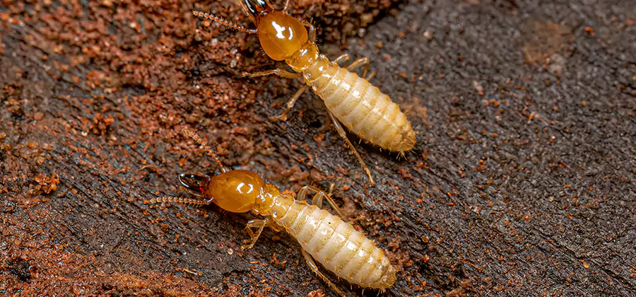 Structural Heat Termite Treatment in Cincinnati