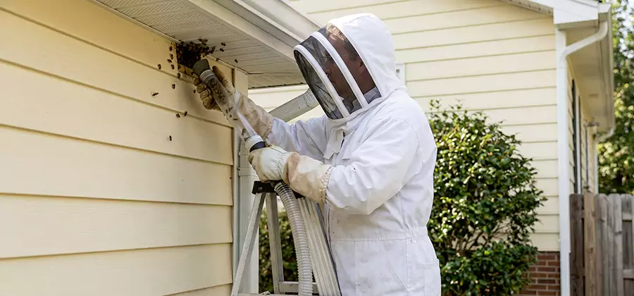 Wasp Nest in Wall Removal in Cincinnati