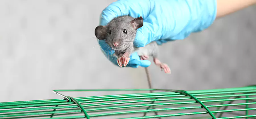 Humane Rat Trapping in Cincinnati