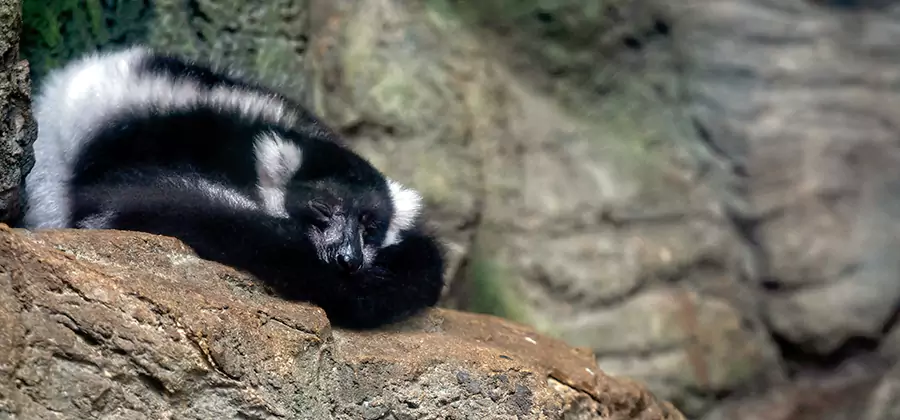 Humane Skunk Removal in Cincinnati