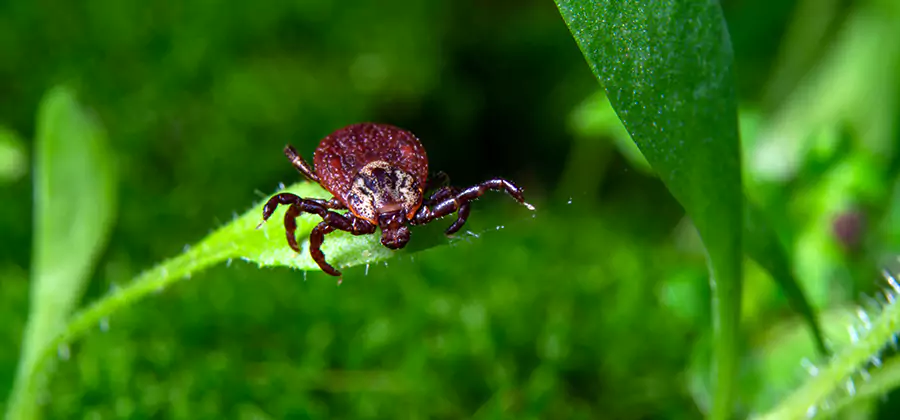 Tick Prevention for Yard in Cincinnati