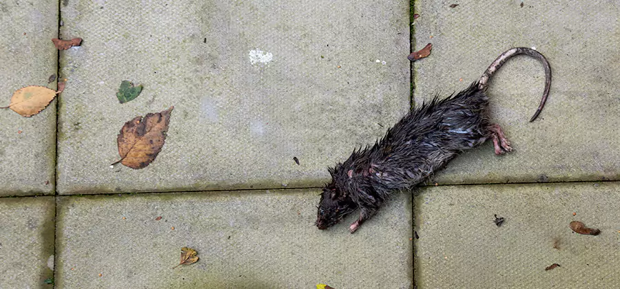 Mice in the Attic Removal in Cincinnati