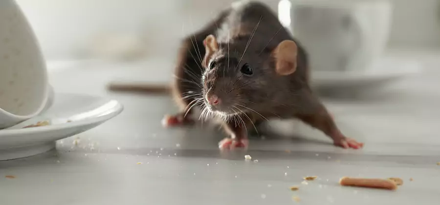 Rodent Feces Removal in Cincinnati