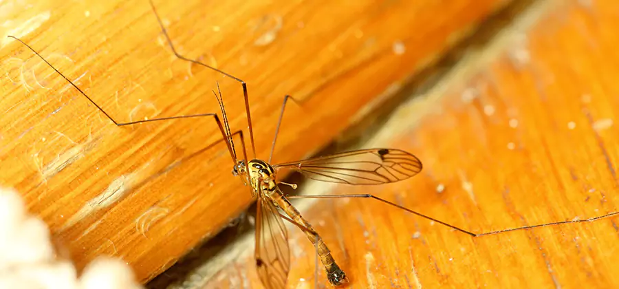 Exterior Mosquito Control in Cincinnati