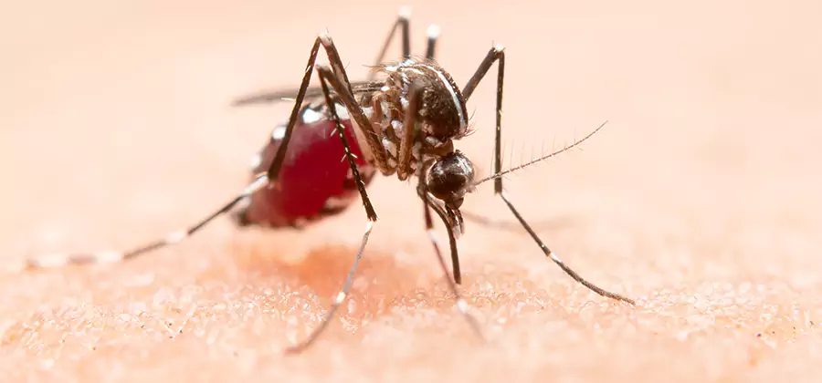 Indoor Mosquito Killer and Interior Control in Cincinnati