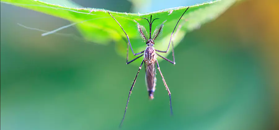 Home Defense Insect Killer in Cincinnati
