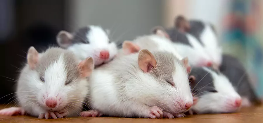 Cincinnati Pet Safe Mice Control