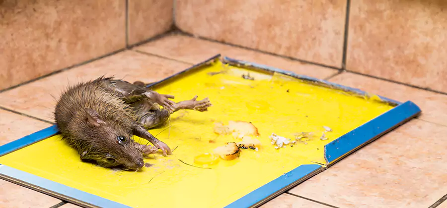 Mouse and Rat Control in Cincinnati