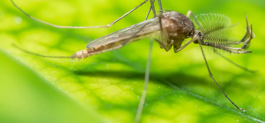 Herbal Mosquito Repellent Treatment in Cincinnati