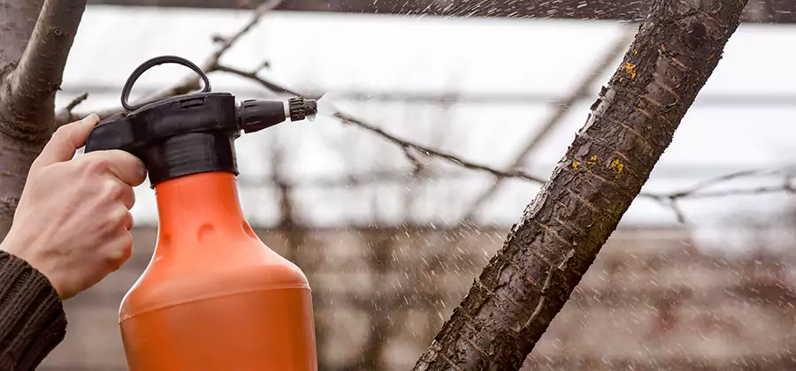 Orange Oil Structural Cavity Treatment in Cincinnati
