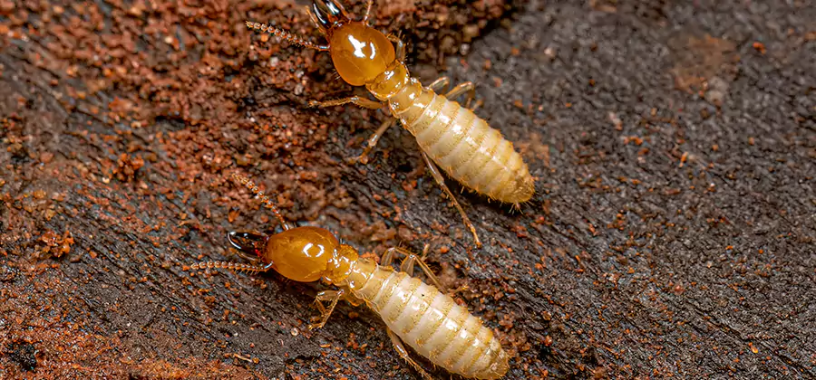 Natural Ant Hill Killer Treatment in Cincinnati
