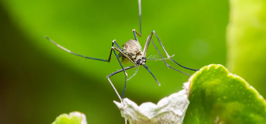 Natural Outdoor Mosquito Repellent in Cincinnati
