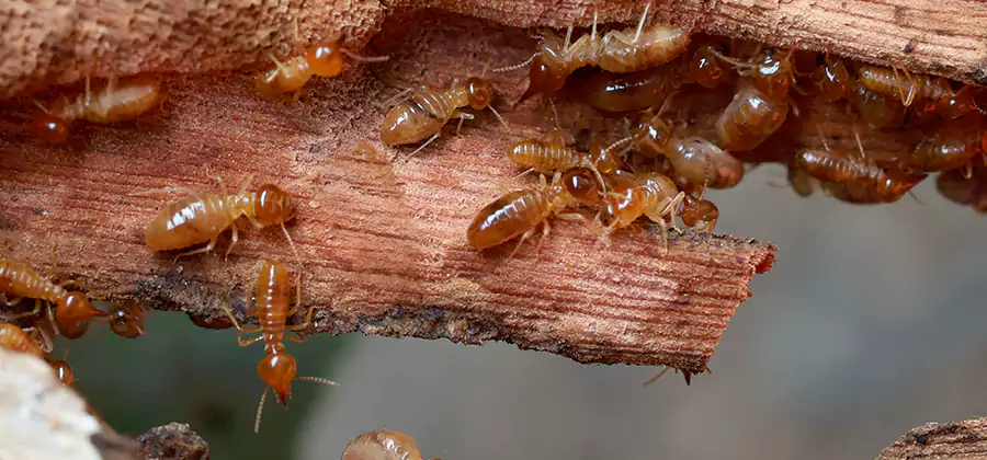 Termite Pest Management in Cincinnati