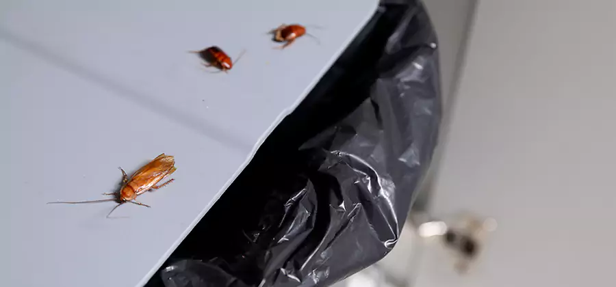 German Roach Pest Control in Cincinnati