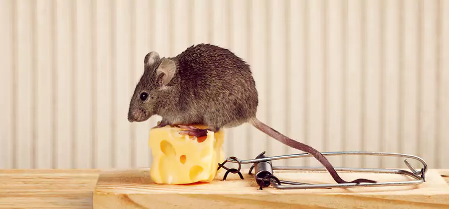 Commercial Rodent Exclusion Services in Cincinnati