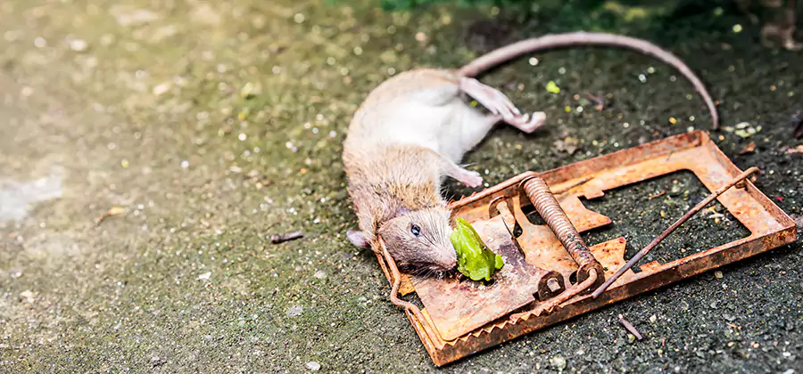Rat Trapping in Cincinnati