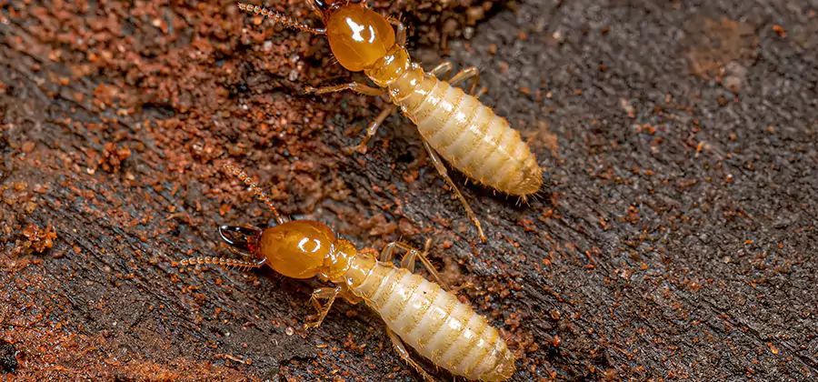 Sentricon Residential Termite Control in Cincinnati