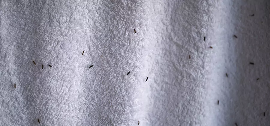 Small Black Ants in Bathroom Treatment in Cincinnati