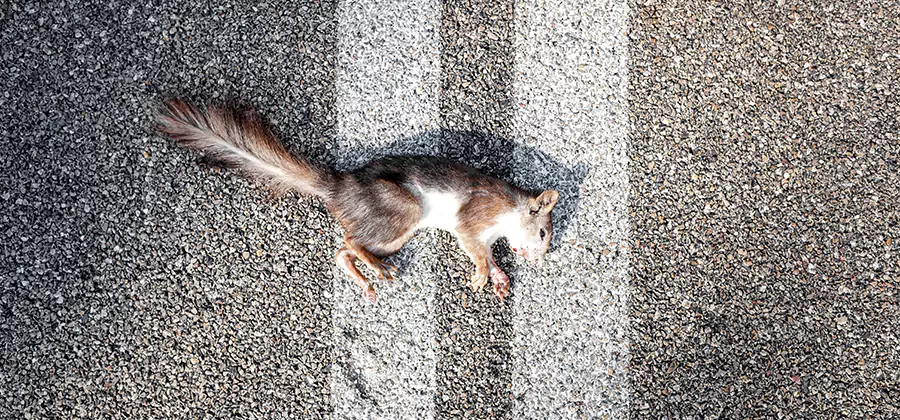 Dead Squirrel Removal in Cincinnati