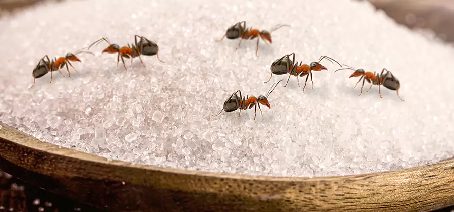 Indoor Sugar Ant Treatment in Cincinnati