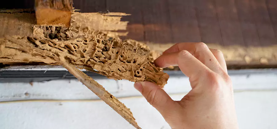 Pre-Purchase Termite Inspection in Cincinnati