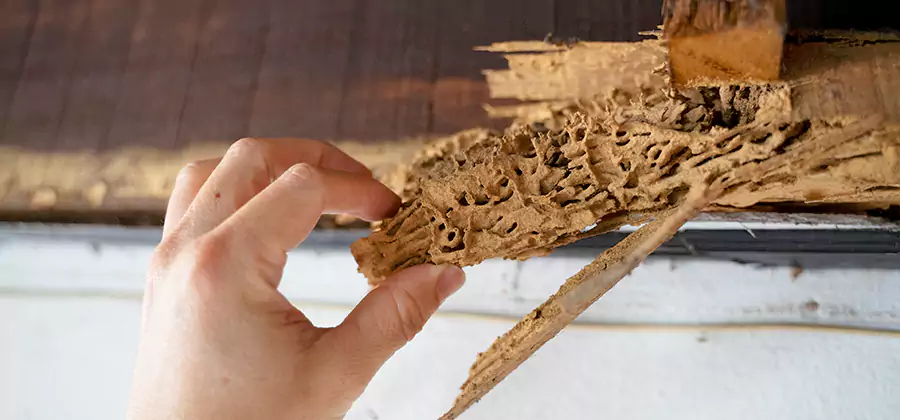 Pre-Construction Termite Treatment in Cincinnati
